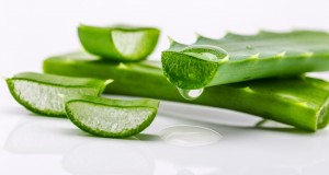 為什么金蘆薈產(chǎn)品比生吃蘆薈鮮葉好得多？