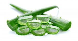 【蘆薈知識(shí)系列】（九）蘆薈在古代中的應(yīng)用